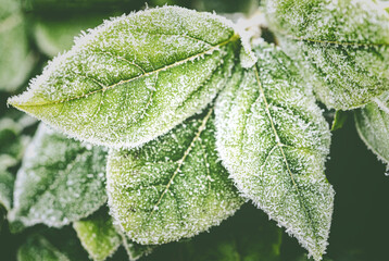 Frosty Garden Leaves