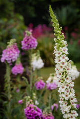 Black Mullein ( Verbascum Nigrum ) In The Walled Garden At Rousham House After A Rain Shower