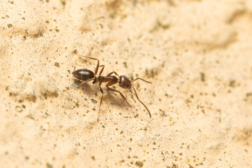 macro image of the argentine ant, the scientific name is linepithema humile