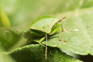 macro image of a southern green stink bug, scientific name is nezara viridula