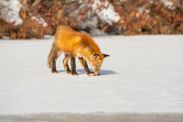 Red fox walking on frozen lake, hungry wild animal in nature, winter season, cold weather, natural sunlight, horizontal.