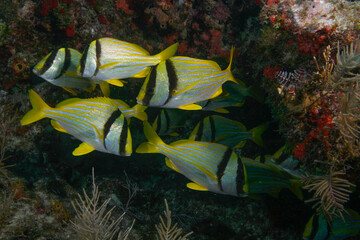 A school of Porkfish underwater in the Florida Keys National Marine Sanctuary in Key Largo, Florida
