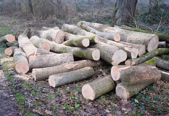 Kettensäge - Brennholz lagert im Wald