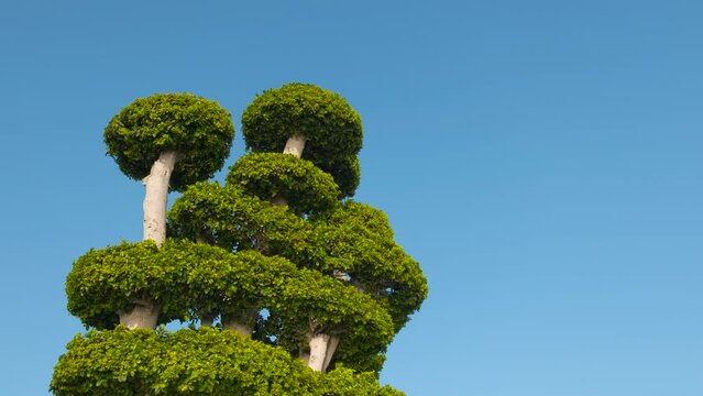 Topiary. Scenic view of the Streblus Asper tree against the sky.