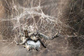 macro image of the prickly pear spider, the scientific name is cyrtophora citricola
