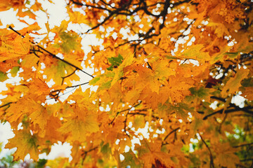 Yellow leaves tree seen from below. Texture of large colored leaves and branches. Bright colors in autumn.