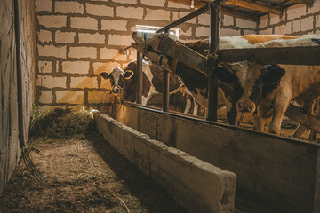 Fototapeta na wymiar Cows on Farm in stable