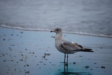 black headed gull