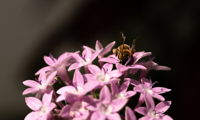 Front view of Honey Bee Gathering Pollen from Pink Penta Flowers