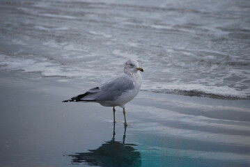 seagull on the beach 9