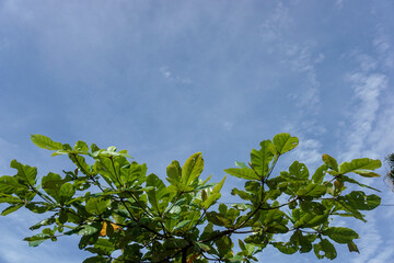 Terminalia catappa under blue sky with copy space