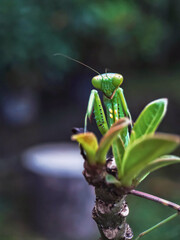 the beauty of grasshoppers in nature