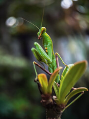 the beauty of grasshoppers in nature