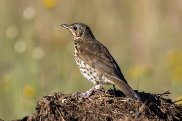 A song thrush sitting on a compost.