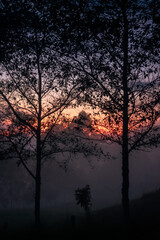 Fototapeta na wymiar sunset over trees