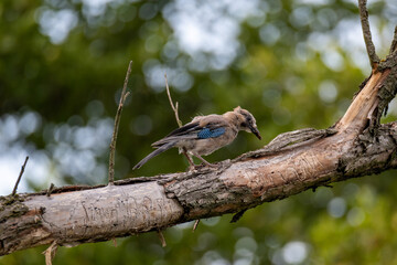 A jay sitting on a dry branch. Noisy bird looking around for food. Woodworm tracks in a tree.