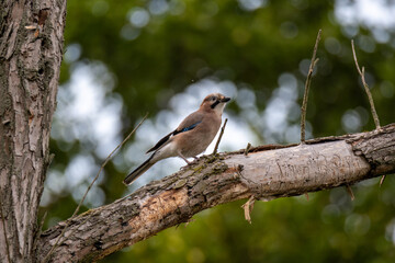 A jay sitting on a dry branch. Noisy bird looking around for food. Woodworm tracks in a tree.