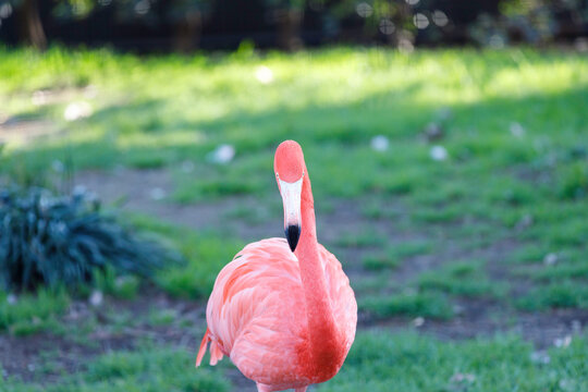 Wassernixen Bilder – Durchsuchen 9,712 Archivfotos, Vektorgrafiken und