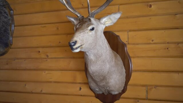 A stuffed deer on the wall. Deer head with antlers