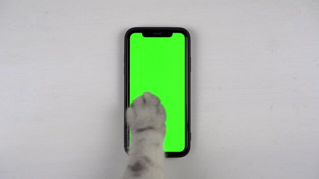 The cats paw of the British cat taps the phone