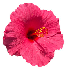 PNG Hibiscus pink flower head transparent background - obrazy, fototapety, plakaty