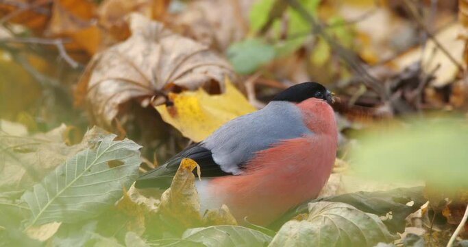Eurasian bullfinch, common bullfinch or bullfinch (Pyrrhula pyrrhula) in autumn