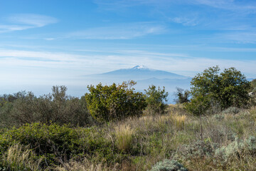 Fototapeta na wymiar trees in the mountains , Etna volcano in background