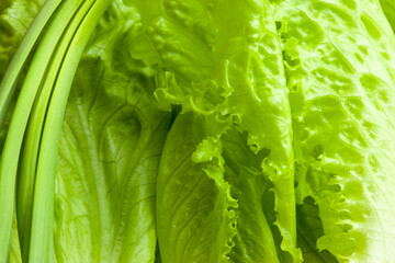 Background from fresh salad leaves and green onion, close-up. Raw green leaf vegetables for poster, calendar, post, screensaver, wallpaper, postcard, banner, cover, website. High quality photo