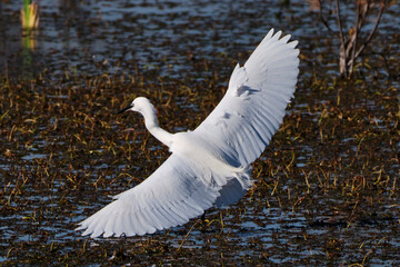 White Heron