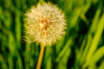 Fototapeta premium A large single dandelion on the bon, close-up in grass. A fluffy dandelion on a green blurred background for post, screensaver, wallpaper, postcard, poster, banner, cover, website. High quality photo