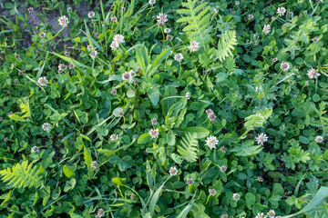 White clover flowers on green meadow. Natural background of summer field for publication, poster, calendar, post, screensaver, wallpaper, postcard, banner, website. High quality photo