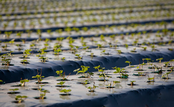 Strawberry seedling plants in rows in a field in covered with black plastic