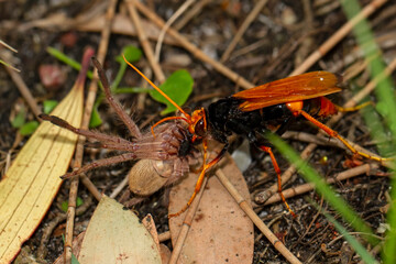 Spider Wasp carrying spider to it's nest