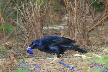 Male Australian Satin Bowerbird decorates it's bower with blue items