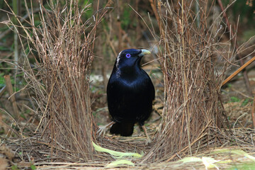 Male Australian Satin Bowerbird  in it's Bower