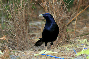 Australian Satin Bowerbird at Bower with blue and yellow objects collected for decoration