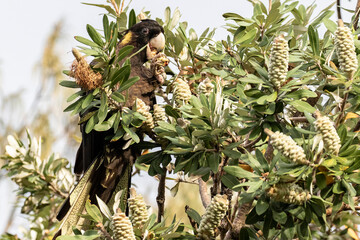 Yellow-tailed Black Cockatoo feeding on Banksia cones