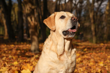 Cute Labrador Retriever dog in sunny autumn park