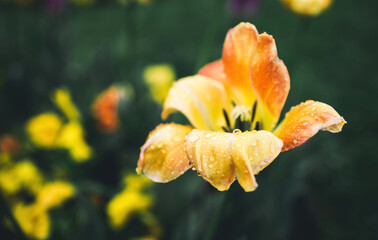 Drops of water or dew on a yellow tulip flower close-up - stock photo