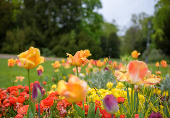 Multiple wet tulips in green park early in the spring