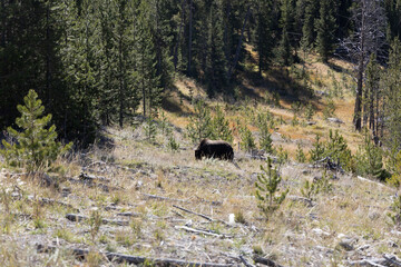 Grizzly bear in forest fat bear near winter 5