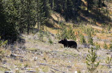 Obraz na płótnie Canvas Grizzly bear in forest fat bear near winter 4