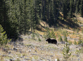 Grizzly bear in forest fat bear near winter 4
