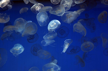 日々の忙しい生活、コロナ禍、不安定な社会、不穏な国際情勢、そんな今の世の中、私たちは疲れ切ってしまいました。そのような日常の中にあって少しだけ安らぐ気持ちを与えてくれるはクラゲ。水族館行こう！　そこにはゆるゆると変幻自在に泳ぎ漂っているクラゲに会うことができます。無重力の世界に居るようにも見えます。癒される瞬間があります。