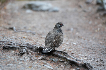 Spruce grouse (Falcipennis canadensis), Emerald Lake, British Columbia, Canada