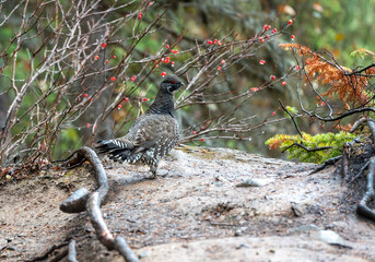Spruce grouse (Falcipennis canadensis), Emerald Lake, British Columbia, Canada
