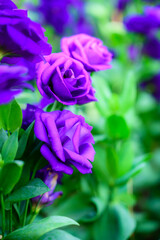 Obraz na płótnie Canvas Purple Lisianthus Flowers in The Garden at Chiang Mai Flower Festival