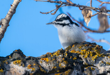 Hairy woodpecker (Picoides villosus), Calgary, Carburn Park, Alberta, Canada
