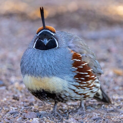 quail 