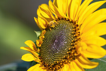 A female Long-horned bee sipping nectar on a large yellow Sunflower head.
